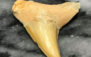 Prehistoric Otodus Fossil Shark Tooth