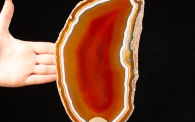 Red Passion Flame - Extremely rare on the Market Slice of Natural red Agate - White Banded - 260×138×80 mm - 632 g
