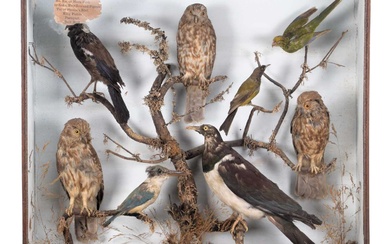 Taxidermy: A Late Victorian Cased Collection of Birds Native to...