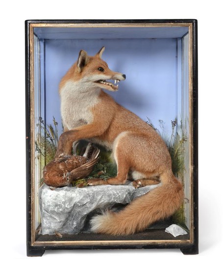 Taxidermy: A Victorian Cased Red Fox (Vulpes vulpes), by James...