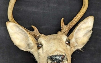 Vintage 5 Point Buck Deer Head & Shoulder Taxidermy Mount