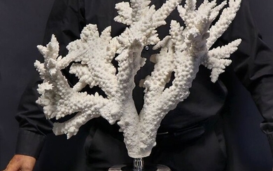 White Branch Coral on Marble Pedestal - Acropora florida- 570×480×200 mm