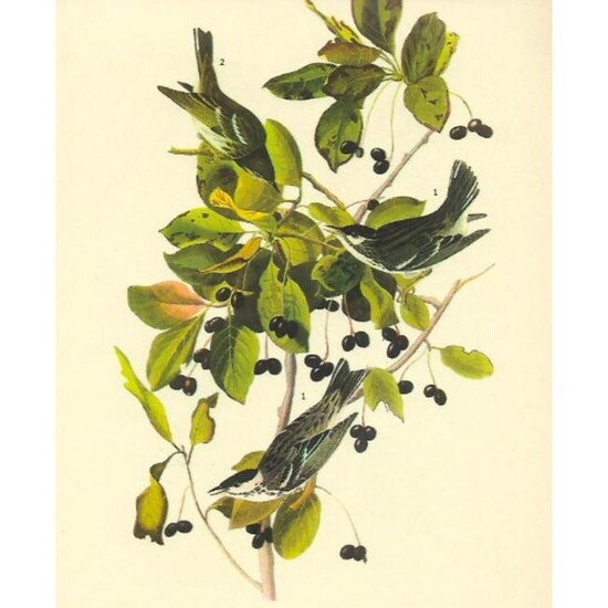 c1946 Audubon Print, #133 Black-Poll Warbler