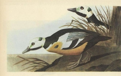 c1946 Audubon Print, Steller's Eider