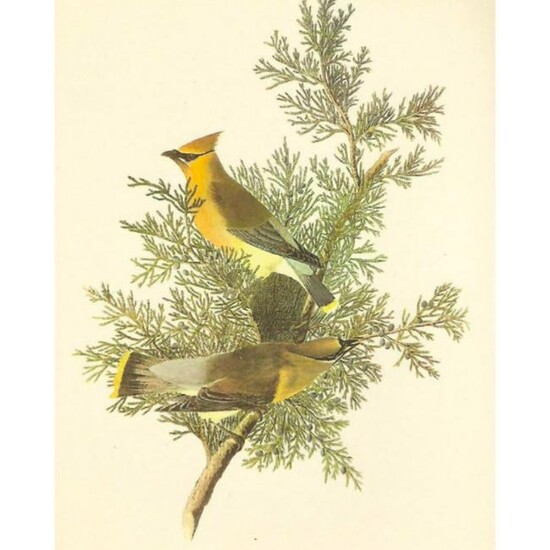 c1950 Audubon Print, Cedar Waxwing