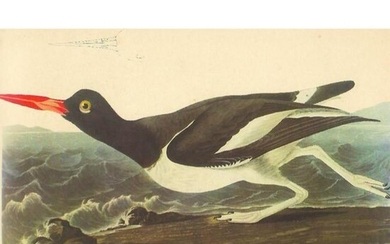 c1950 Audubon Print, Oystercatcher