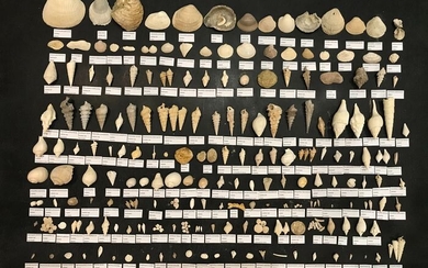 lot Comprising extensive Collection of Eocene Fossils from the Paris Basin (212 species) - Shell
