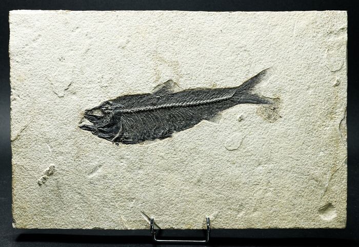 perfect fish - 17 cm! - rare size - Needle preparation - a unique, magnificent specimen - Knightia eocaena - 29.5×19×2 cm