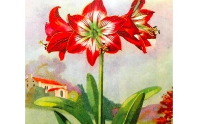 1920's Amaryllis Flower Color Lithograph Print