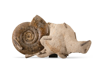 Ammonite with Belemnites