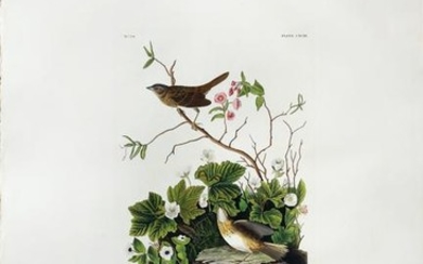 Audubon Aquatint Lincoln Finch
