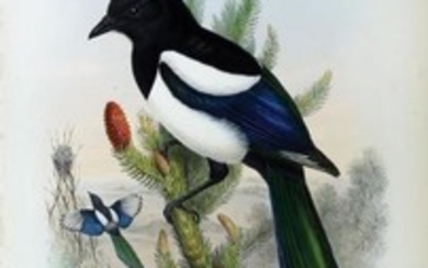 John Gould Lithograph Common Magpie