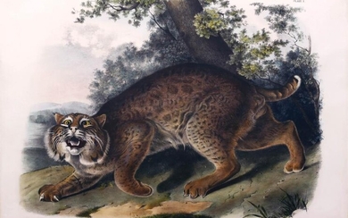 Audubon Lithograph American Wildcat