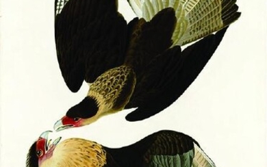 Audubon Aquatint Engraving, Brazilian Eagle, Plate 161
