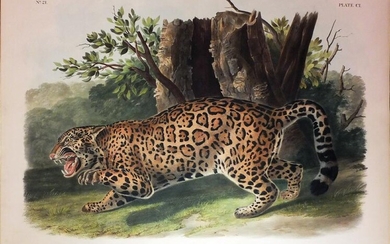 Audubon Lithograph, Jaguar