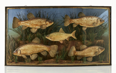 A 1910s DIORAMA, by conservator William Frederick Homer (1869-1957), containing 5 fishes, a sucker and a roach, display case with three glazed sides, front glass arched.