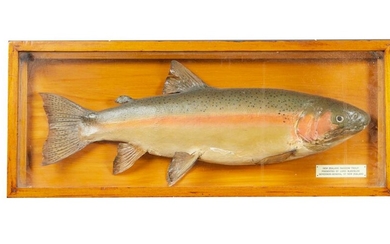 A TAXIDERMY CASED TROUT
