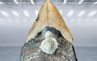 A giant fossil of a shark tooth "Carchrocles megalodon" a giant shark millions of years old - unusual and rare size!!!