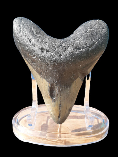 A giant fossil of a shark tooth "Carchrocles megalodon" a giant shark millions of years old - unusual and rare size!!!