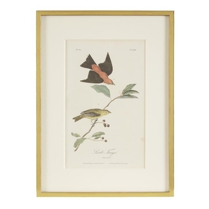 A group of five Audubon prints 19th century Framed....