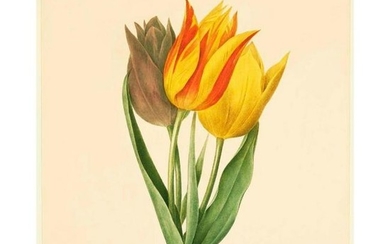 After Pierre-Jospeh Redoute, Floral Print, #141 Tulip