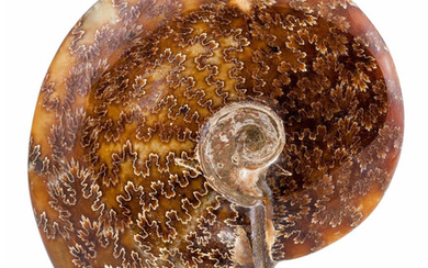 Ammonite Fossil Cleoniceras sp. Cretaceous Madagascar 5.24 x 4.44...