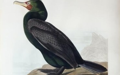 Audubon Aquatint, Double-crested Cormorant