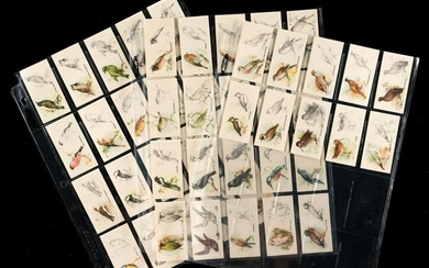 Bird Paintings Cigarette Cards