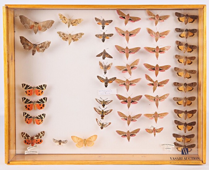 Boite entomologique contenant quarante-cinq... - Lot 24 - Vasari Auction