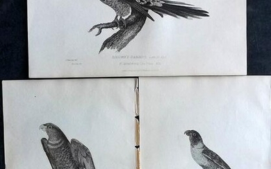 Cuvier, Baron C1830 Lot of 3 Antique Bird Prints. Parrots