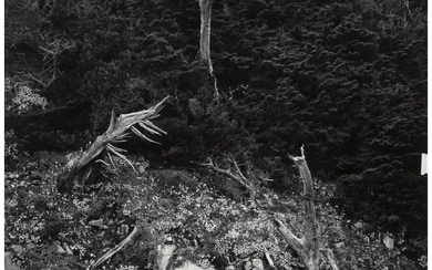 Edward Weston (1886-1958), Point Lobos (1946)