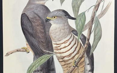 Gould, Australia - Crested Hawk