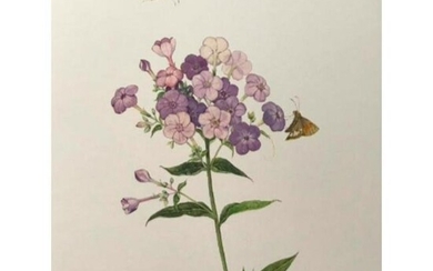 Limited Edition Print, Phlox & Butterflies