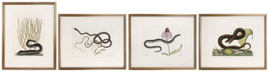 MARK CATESBY, South Carolina/England, 1683-1749, Four hand-colored engravings featuring snakes., Each 15" x 11" sight. Framed 23" x...