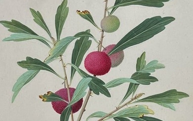 Original Chinese Watercolor of Fruit or Seed on Branch