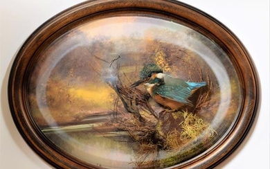 Taxidermy: A Wall Domed European Kingfisher (Alcedo athis), circa late...