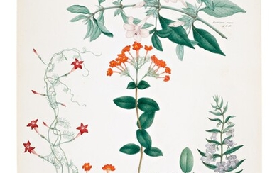 Two botanical studies by Rungia Raju, Company School, Madras, late 19th century