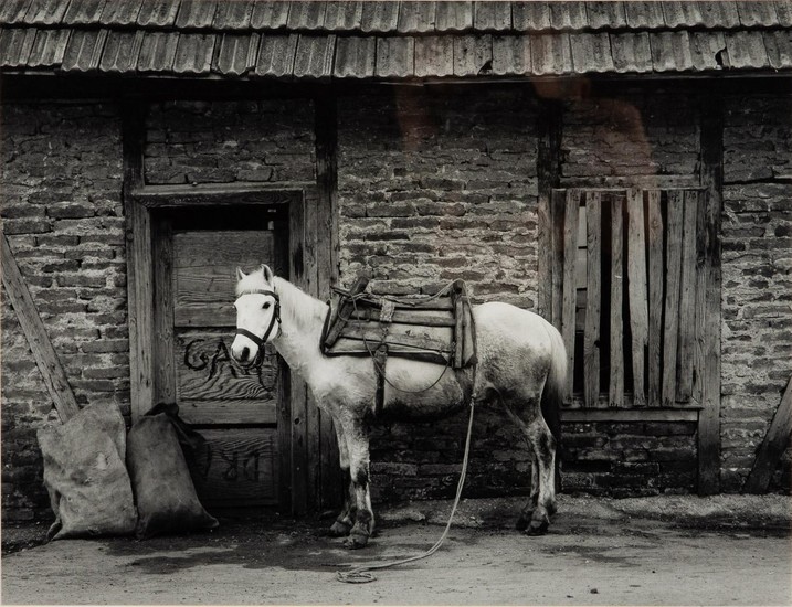William F. Lemke (WI, 20th Century), White Horse, Yugoslavia, 1986, Gelatin Silver Print EV1DN