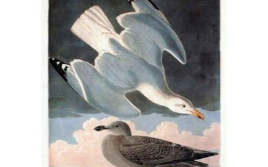c1946 Audubon Print, #291 Herring Gull