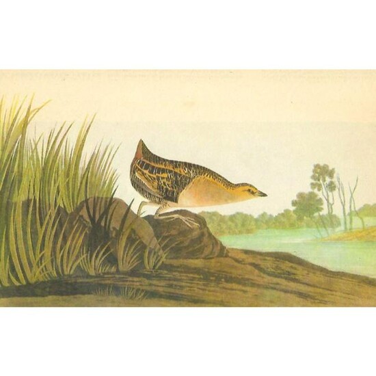 c1946 Audubon Print, #329 Yellow Rail