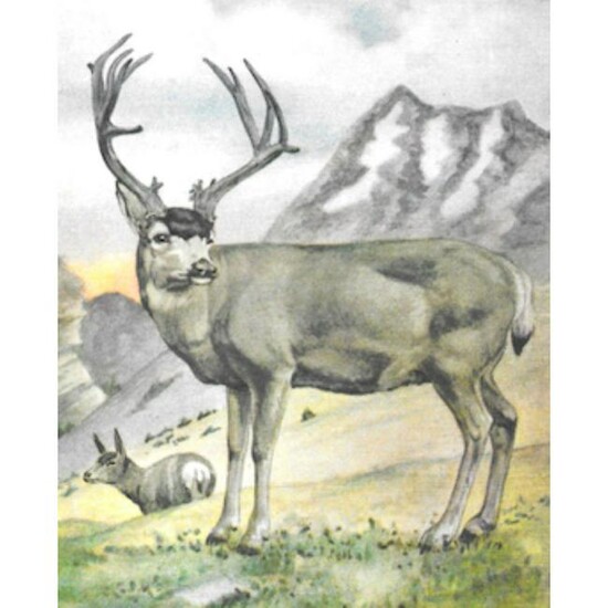 1920's Mule Deer Color Lithograph Print