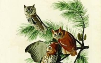 Audubon Aquatint Engraving, Little Screech Owl, Plate