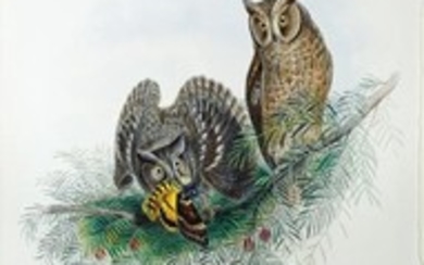 John Gould Lithograph Scopes-Eared Owl