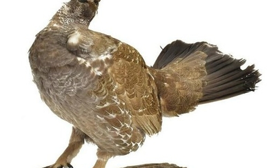 TAXIDERMY BLUE GROUSE ON LOG MOUNT