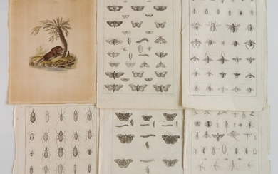 5 Entomological engravings