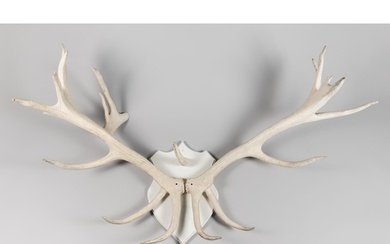 A LARGE AND IMPRESSIVE 20TH CENTURY SET OF ANTLERS UPON A HA...