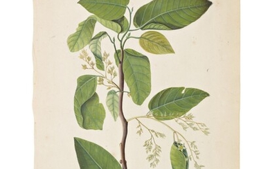 A branch of the Banyan (Ficus Benghalensis) and a branch of the Sal Tree (Shorea Robusta), Company School, late 18th century