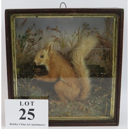 An antique taxidermy red squirrel in a naturalistic setting ...