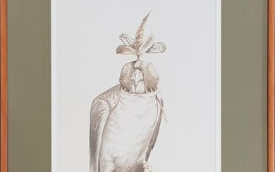 Artist Unknown "Hawk" pencil on paper, 83 x 62cm (frame)