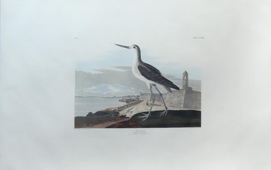 Audubon Aquatint, Greenshank